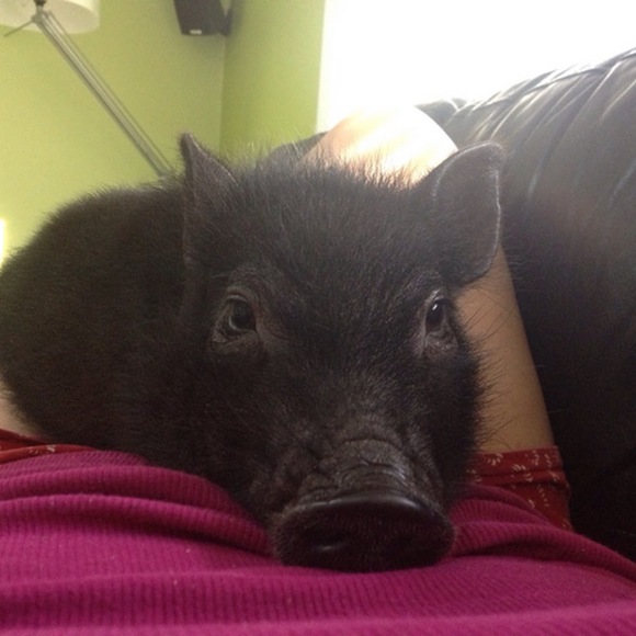 Meet your Posher, Em - Picture 1 of 1